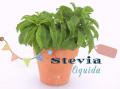 Como hacer Extracto Stevia Liquida Casera