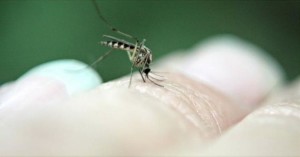 repelente casero zika