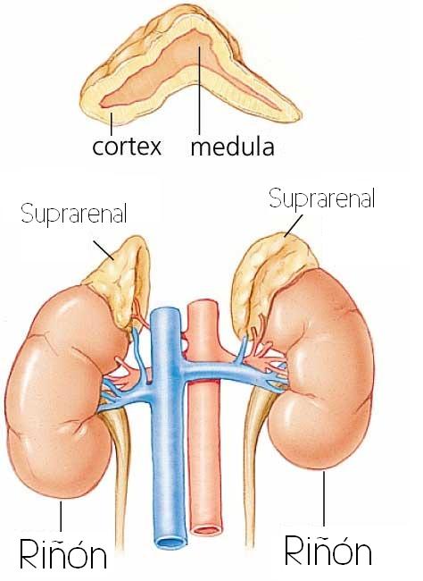 hiperplacia suprarenal